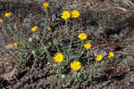 Ccottony goldenaster